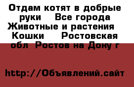 Отдам котят в добрые руки. - Все города Животные и растения » Кошки   . Ростовская обл.,Ростов-на-Дону г.